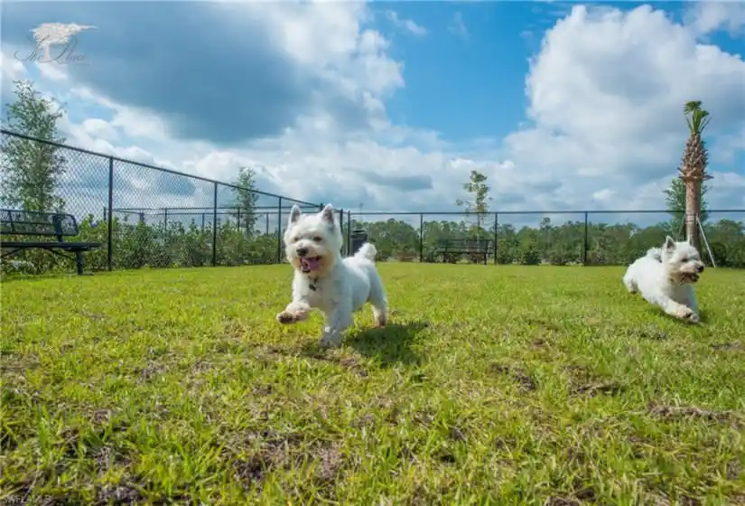 Dog park. There's something for ever member of the family at The Place at Corkscrew!
